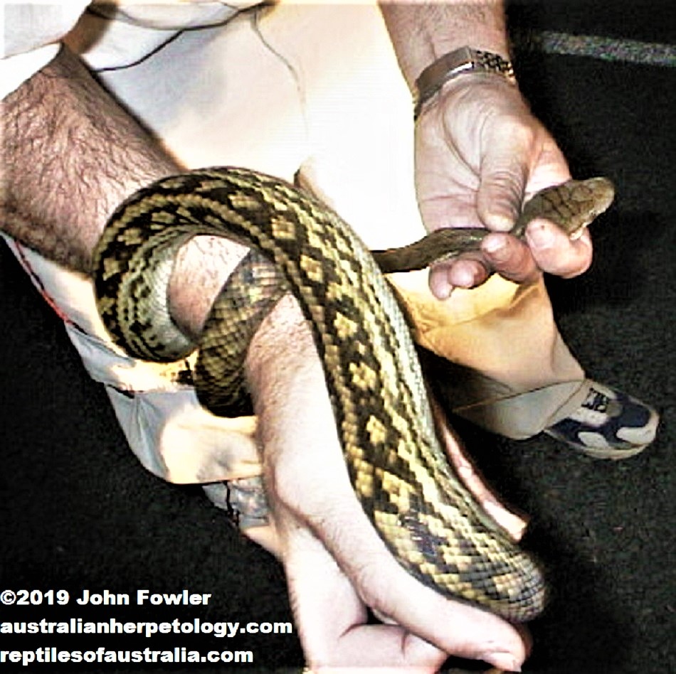 Australian Scrub Python Simalia kinghorni 